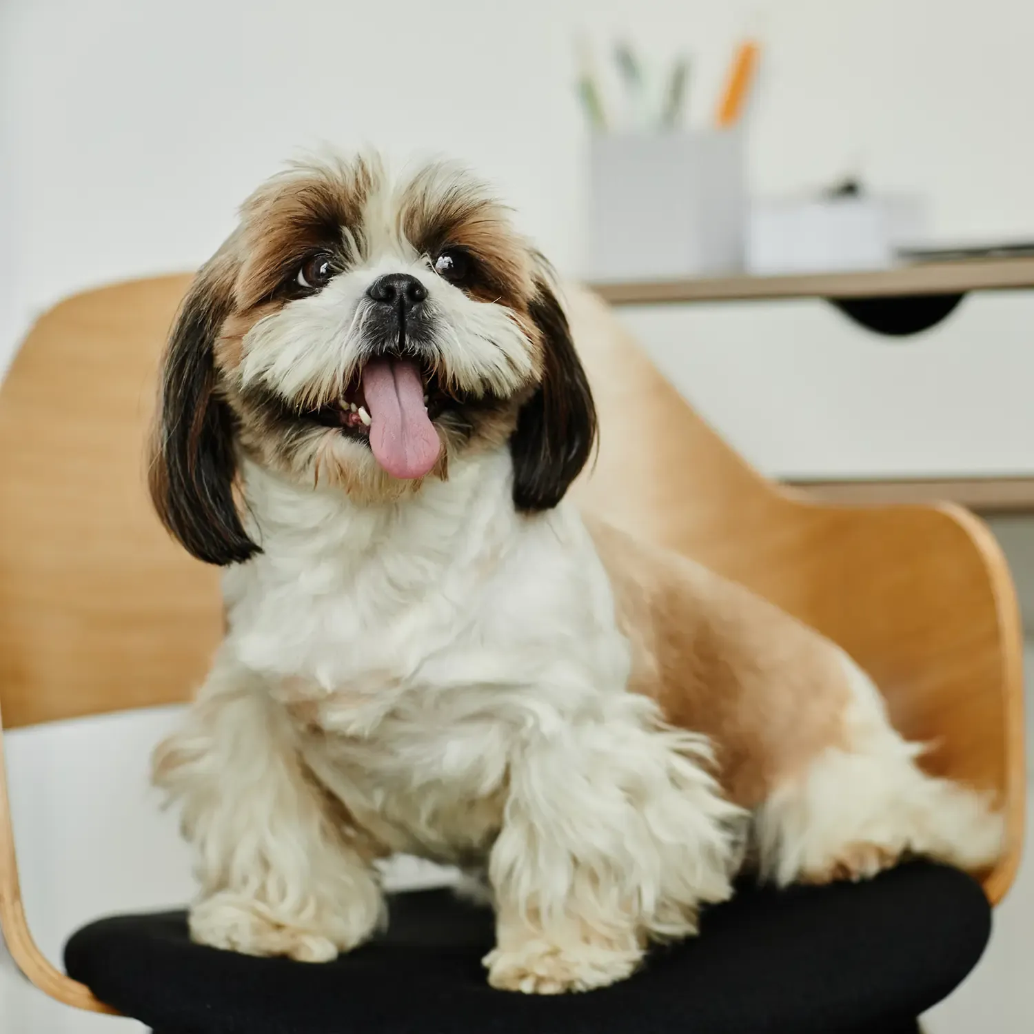 Shih Tzu cadeira.webp